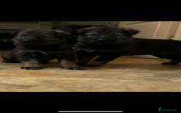 German Shepherd dogs for sale: German shepherd puppies  - Image 2