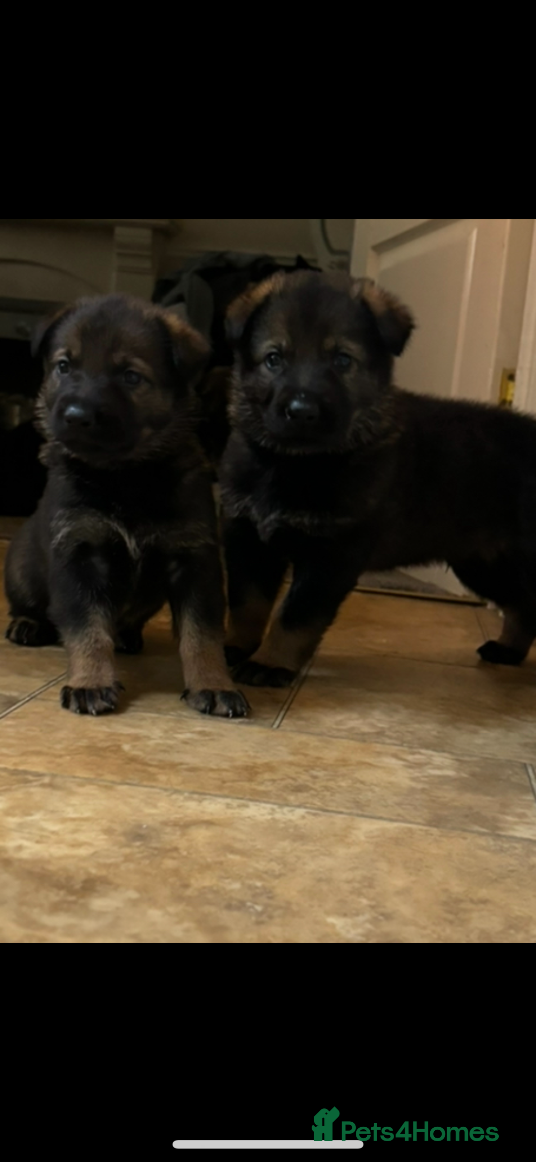 German Shepherd dogs for sale: German shepherd puppies  - Image 2