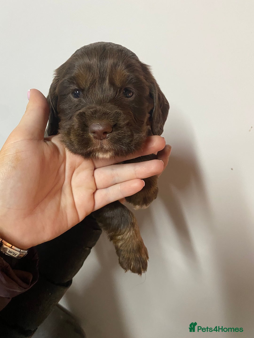Cocker Spaniel dogs for sale: Beautifully coloured cocker spaniel puppys forsale - Advert 4