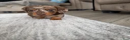 Miniature Dachshund dogs for sale: Gorgeous Miniature Daschund puppies in Hornchurch - Advert 3