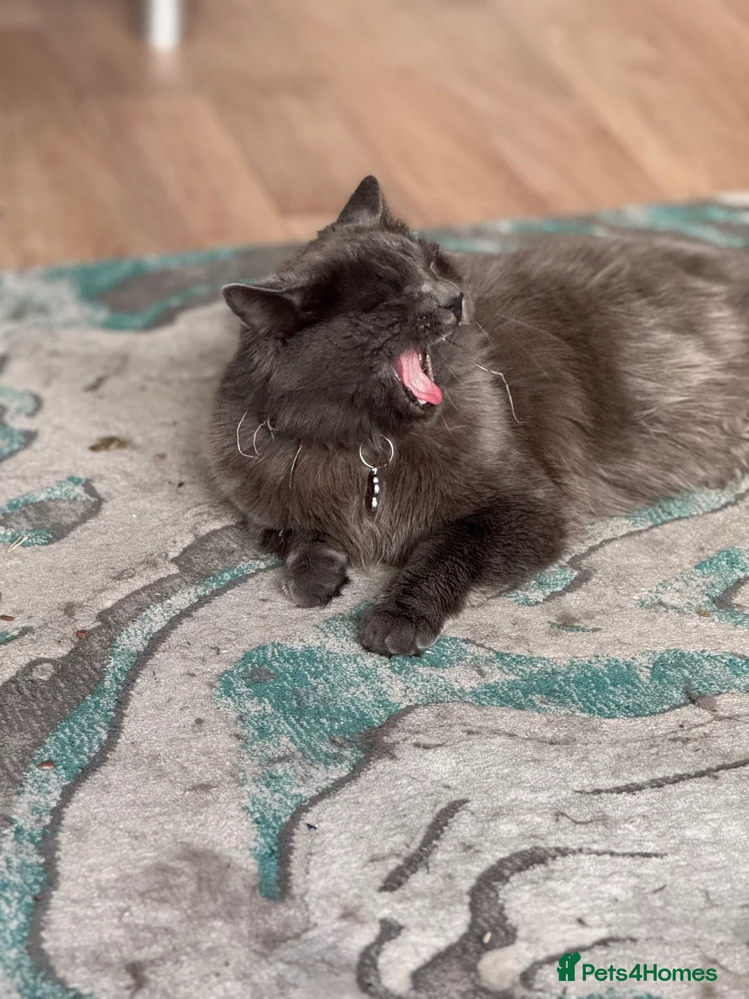 Nebelung cats for sale: Meet Prinze - Advert 10