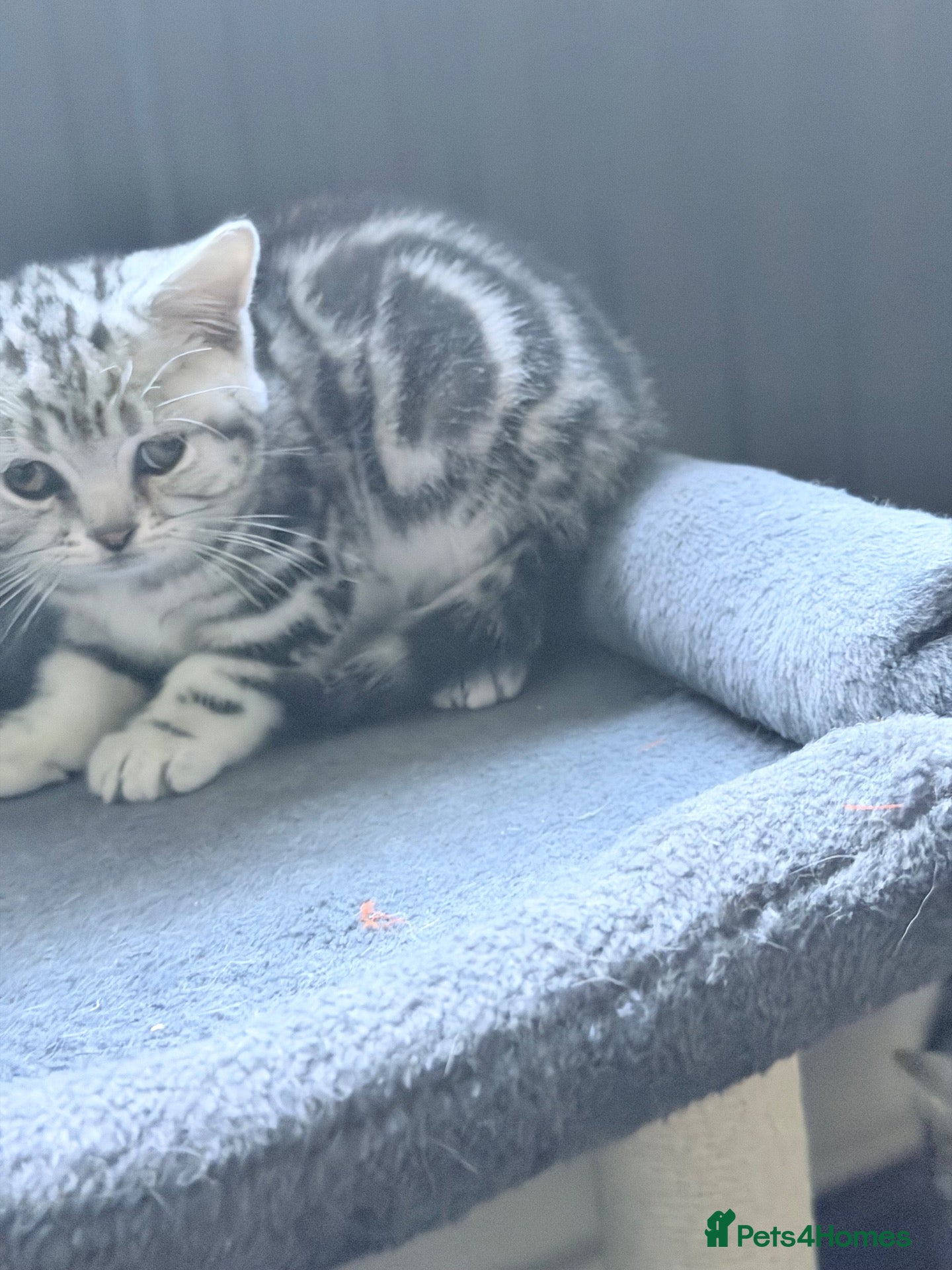 British Shorthair cats GCCF silver tabby male kitten  - Advert 2