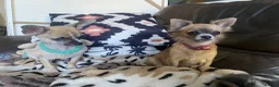 Chihuahua dogs for sale: Beautiful chihuahua puppies £700 - Advert 3