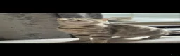 Scottish Fold cats for sale: Stunning Scottish Fold LH - Advert 7