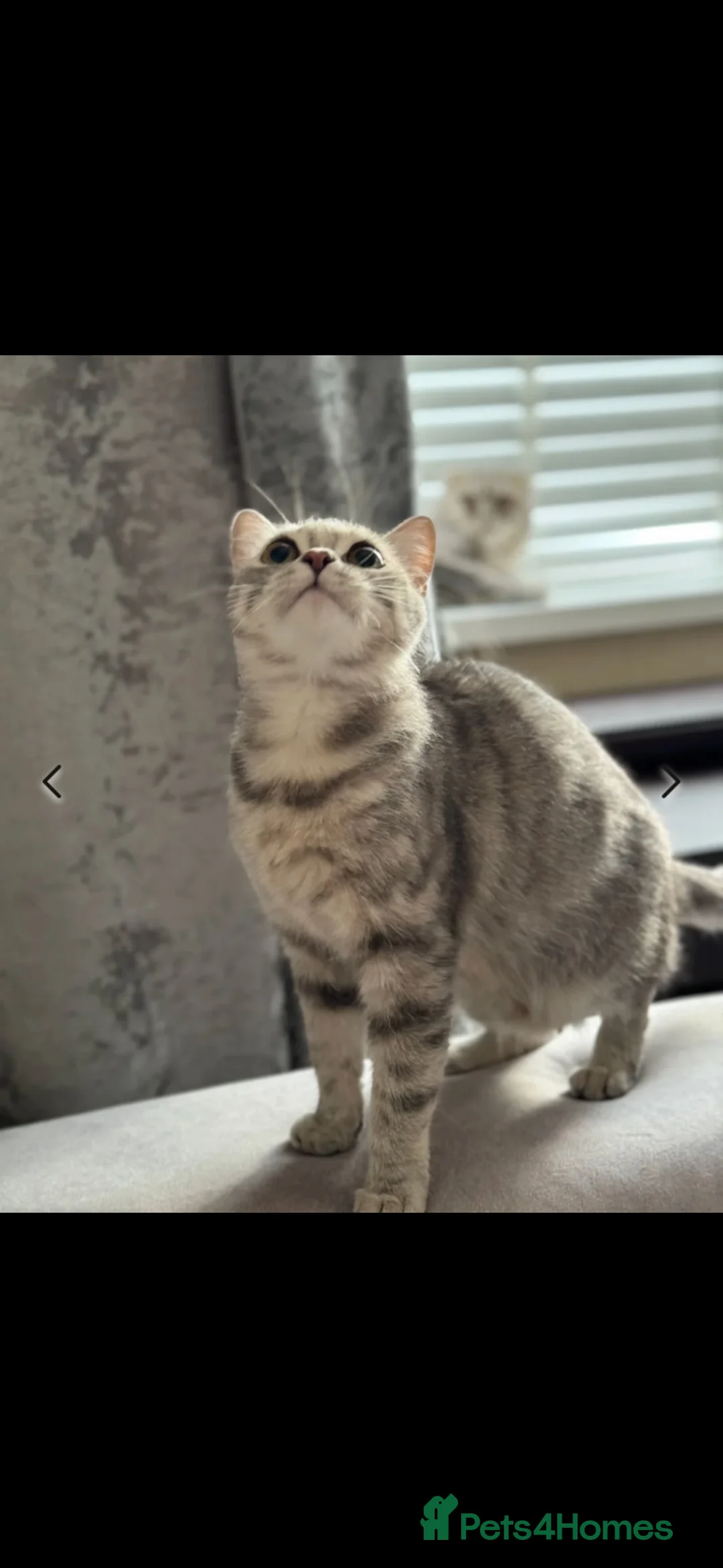 Scottish Fold cats for sale: Stunning Scottish Fold LH - Advert 7