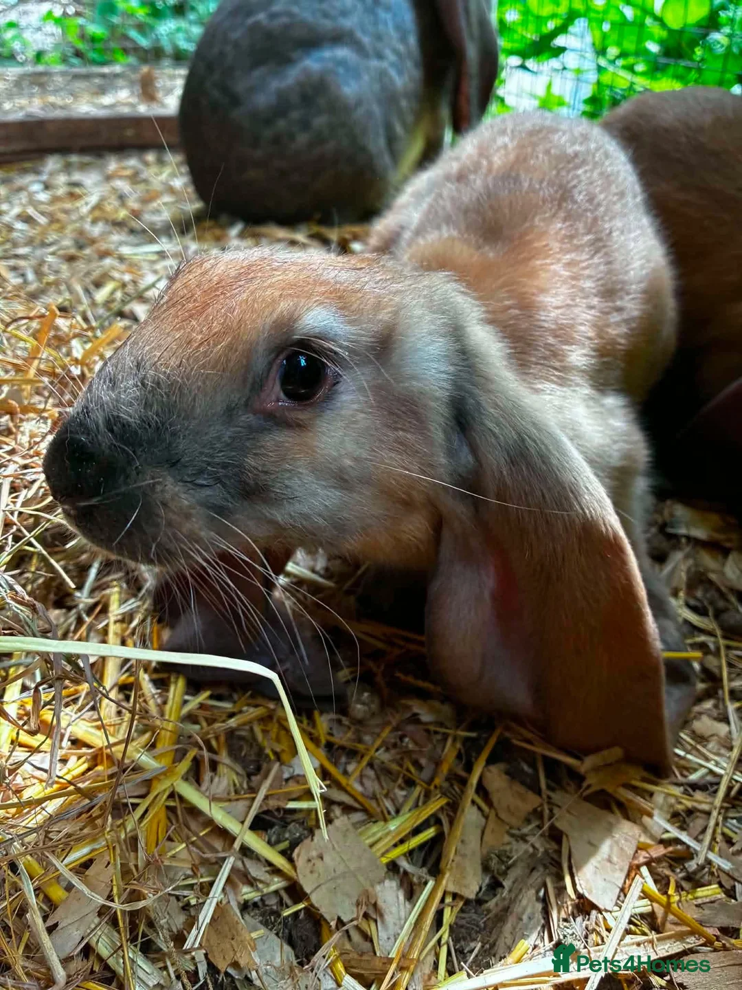 English Lop rabbits for sale: English lop kit available in Bath - Advert 3