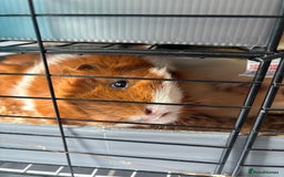 Guinea Pig rodents for sale: 4 girl guinea pigs plus cage and accessories  - Image 6