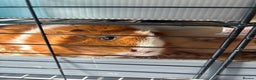 Guinea Pig rodents for sale: 4 girl guinea pigs plus cage and accessories  - Advert 6