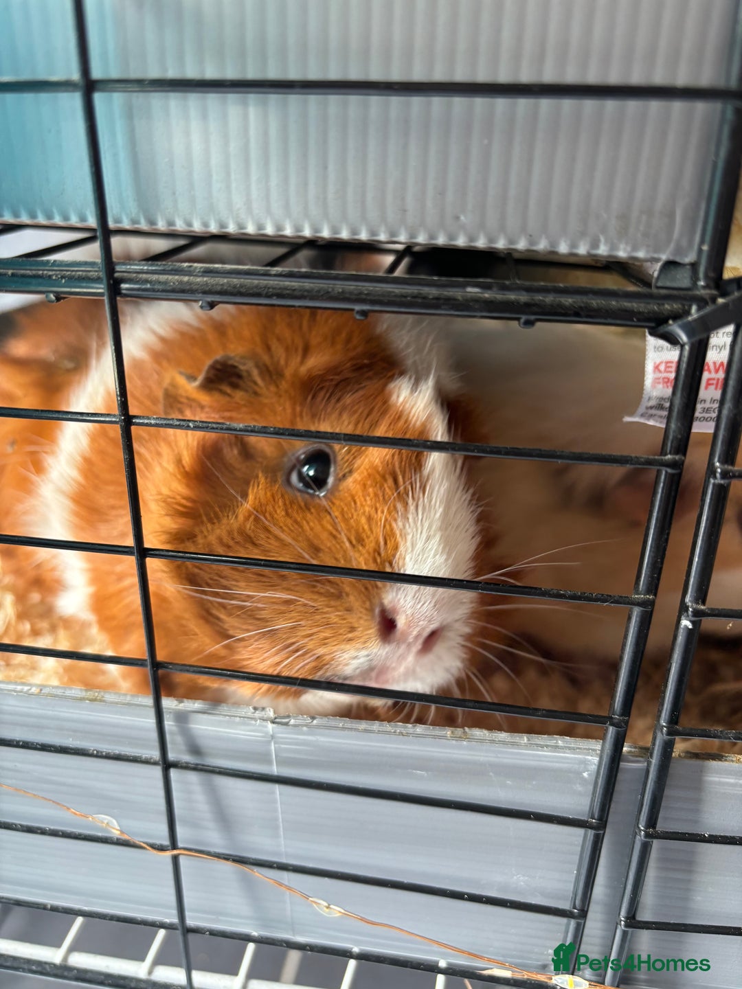 Guinea Pig rodents for sale: 4 girl guinea pigs plus cage and accessories  - Image 6