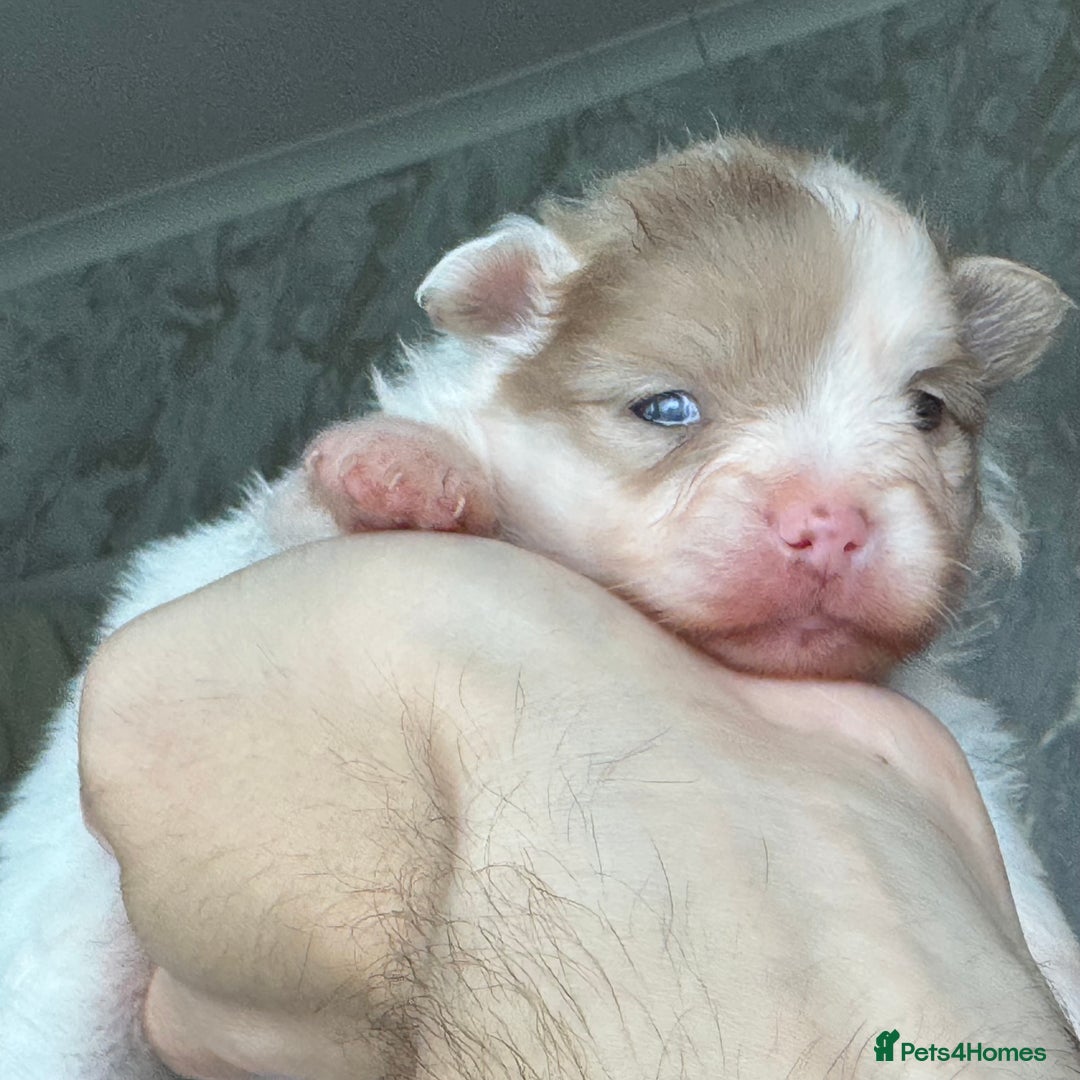 Pomeranian dogs for sale: Four adorable fluffy Pomeranian puppie - Image 2