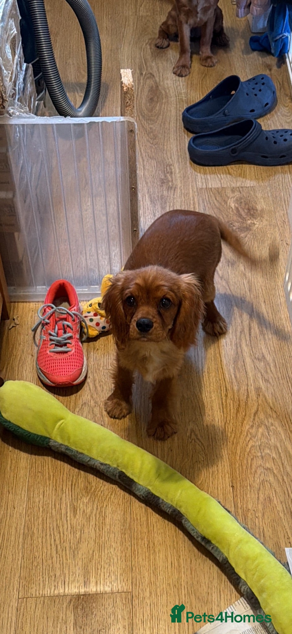 Cavalier King Charles Spaniel dogs Extensively Health Tested Cavilier King Charles  - Advert 1