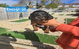 Cocker Spaniel dogs for sale: Cocker spaniel puppies  - Image 13