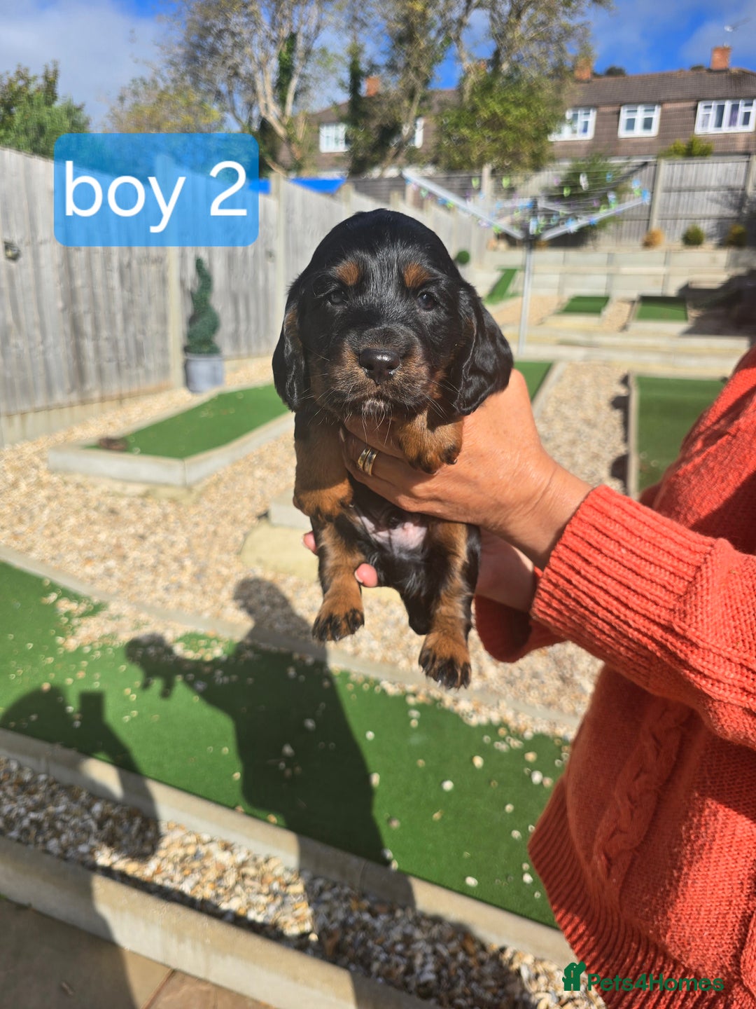 Cocker Spaniel dogs for sale: Cocker spaniel puppies  - Image 13