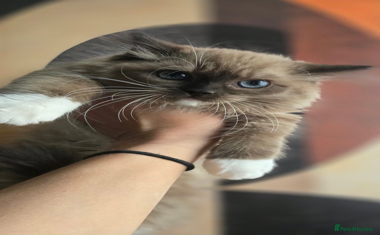 Ragdoll cats for sale - Advert 2