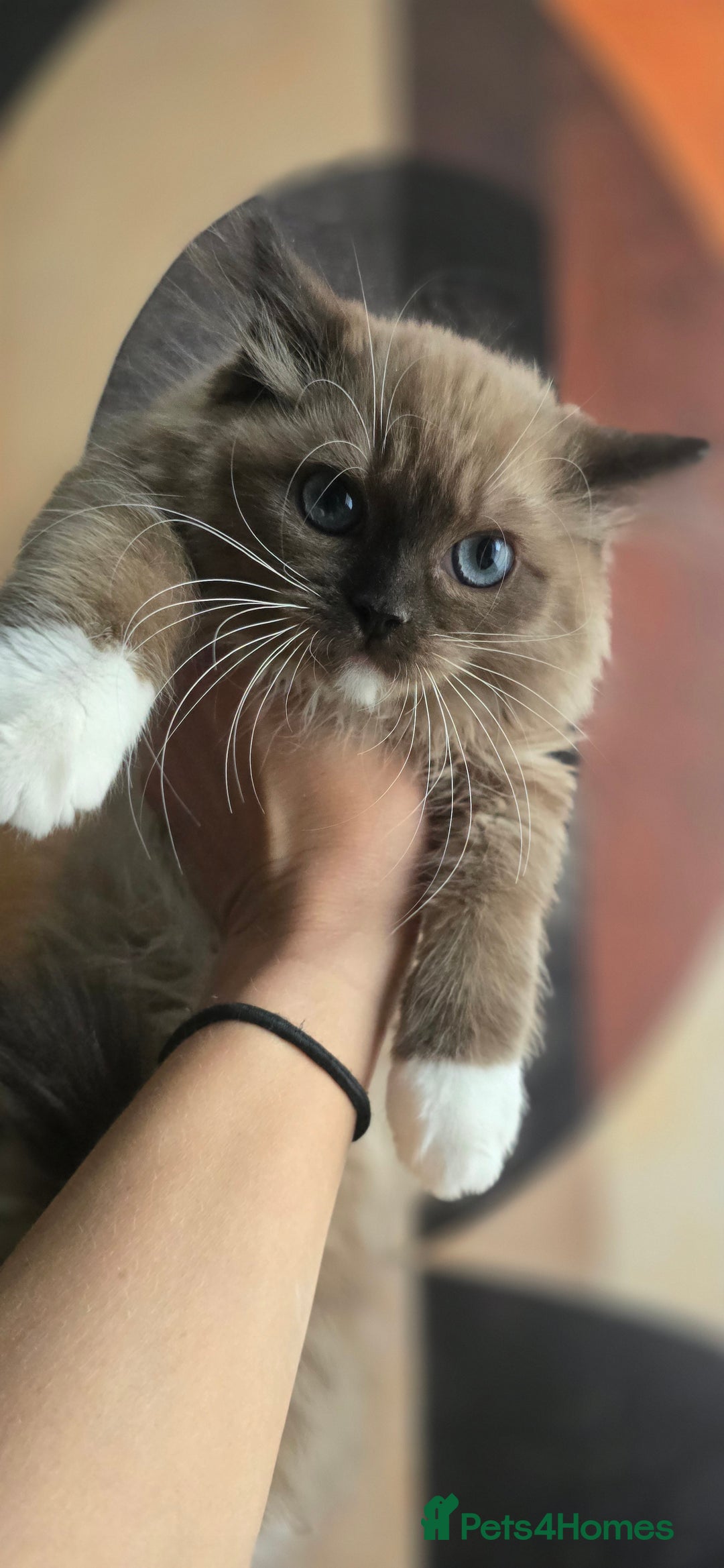Ragdoll cats for sale: Registered Tica Pedigree Ragdolls - Image 6