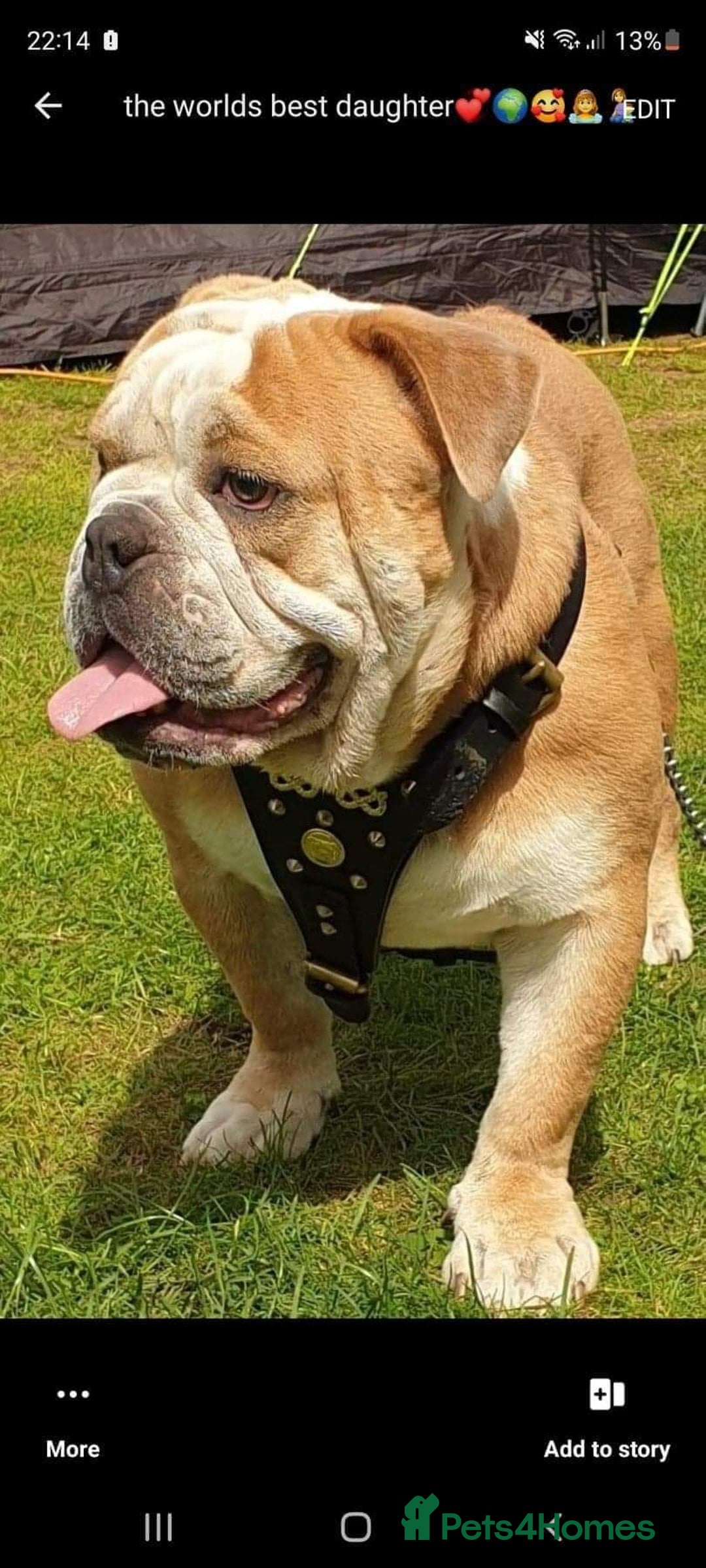 Mixed Breed dogs for sale: 3/4 English bulldog x 1/4 French bulldog - Advert 16