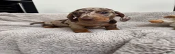 Miniature Dachshund dogs for sale: Miniature dachshund  - Advert 16