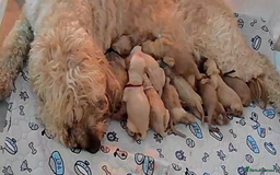 Goldendoodle dogs for sale: Beautiful F2 Goldendoodle Puppies  - Advert 16