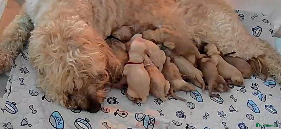 Goldendoodle dogs for sale: Beautiful F2 Goldendoodle Puppies  - Advert 16