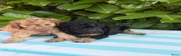 Cockapoo dogs for sale: Cockapoo males and females  - Advert 25