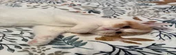 Persian cats for sale: Male Persian.   - Advert 9