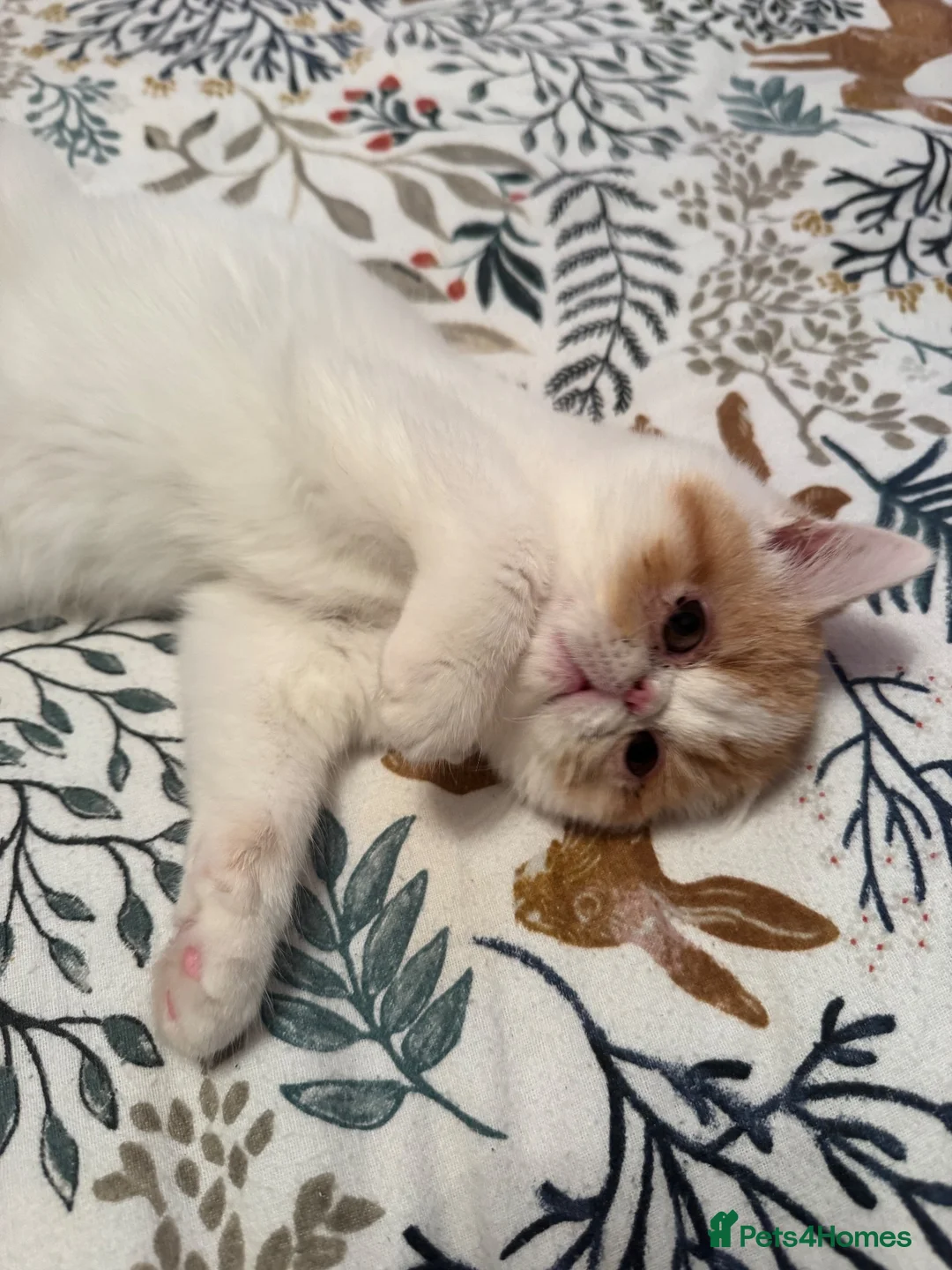 Persian cats for sale: Male Persian.   - Advert 9