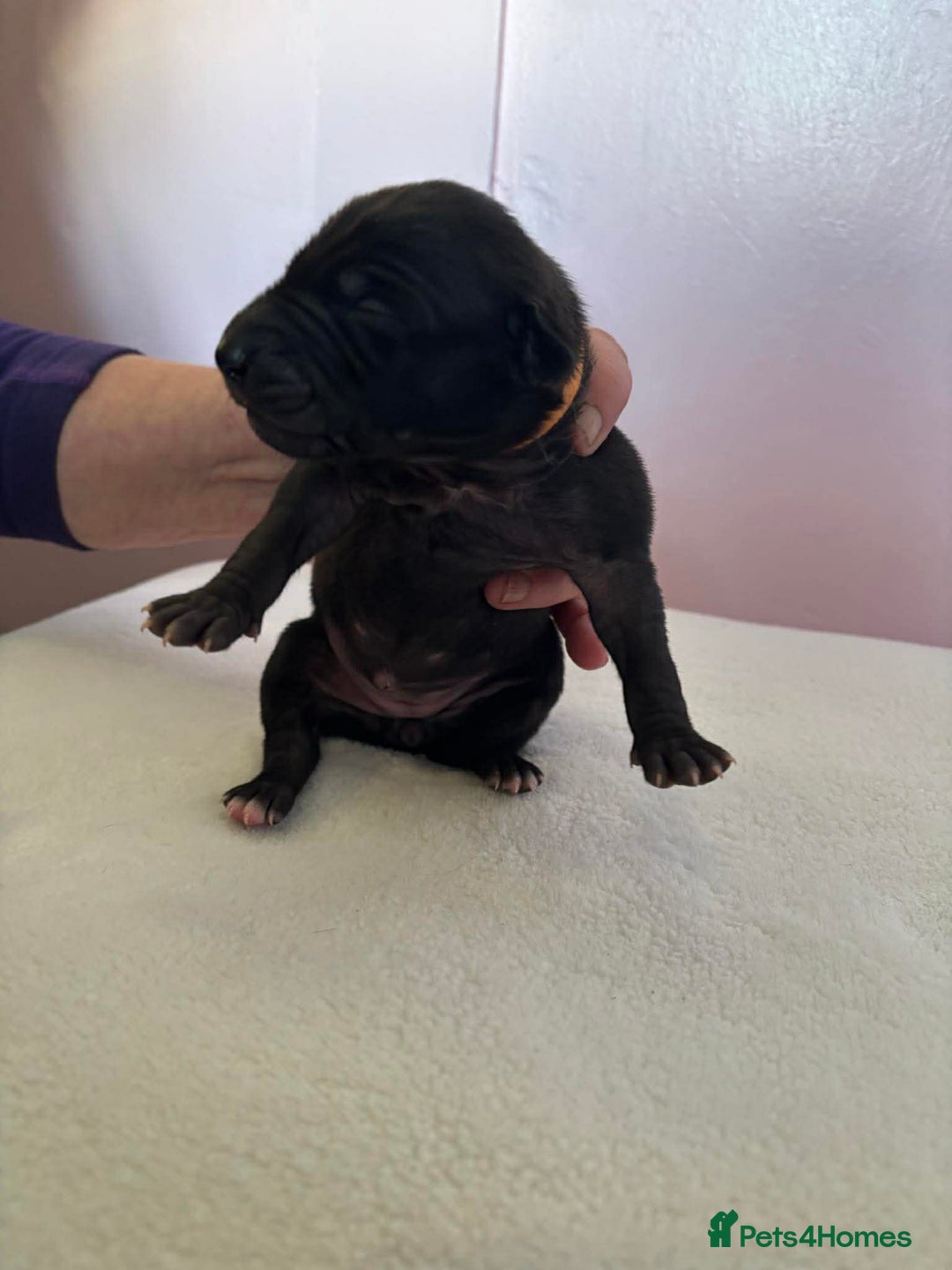 Mixed Breed dogs for sale: Bull Greyhound  - Advert 7