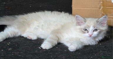 Ragdoll cats - Advert 6