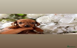 Miniature Dachshund dogs for sale: ⭐️Beautiful litter Of Rainbow Dachshund Puppies⭐️ - Image 7