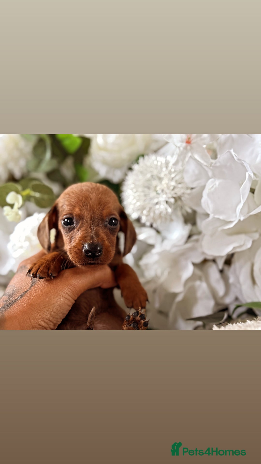 Miniature Dachshund dogs for sale: ⭐️Beautiful litter Of Rainbow Dachshund Puppies⭐️ - Image 7