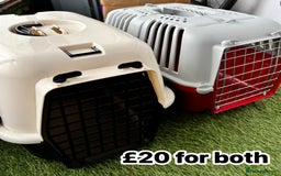English Lop rabbits for sale: New Home for Milo - Image 16