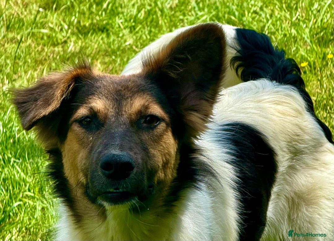 Border Collie dogs for adoption: Gwenny’s Story: One Hour From Death - Image 5