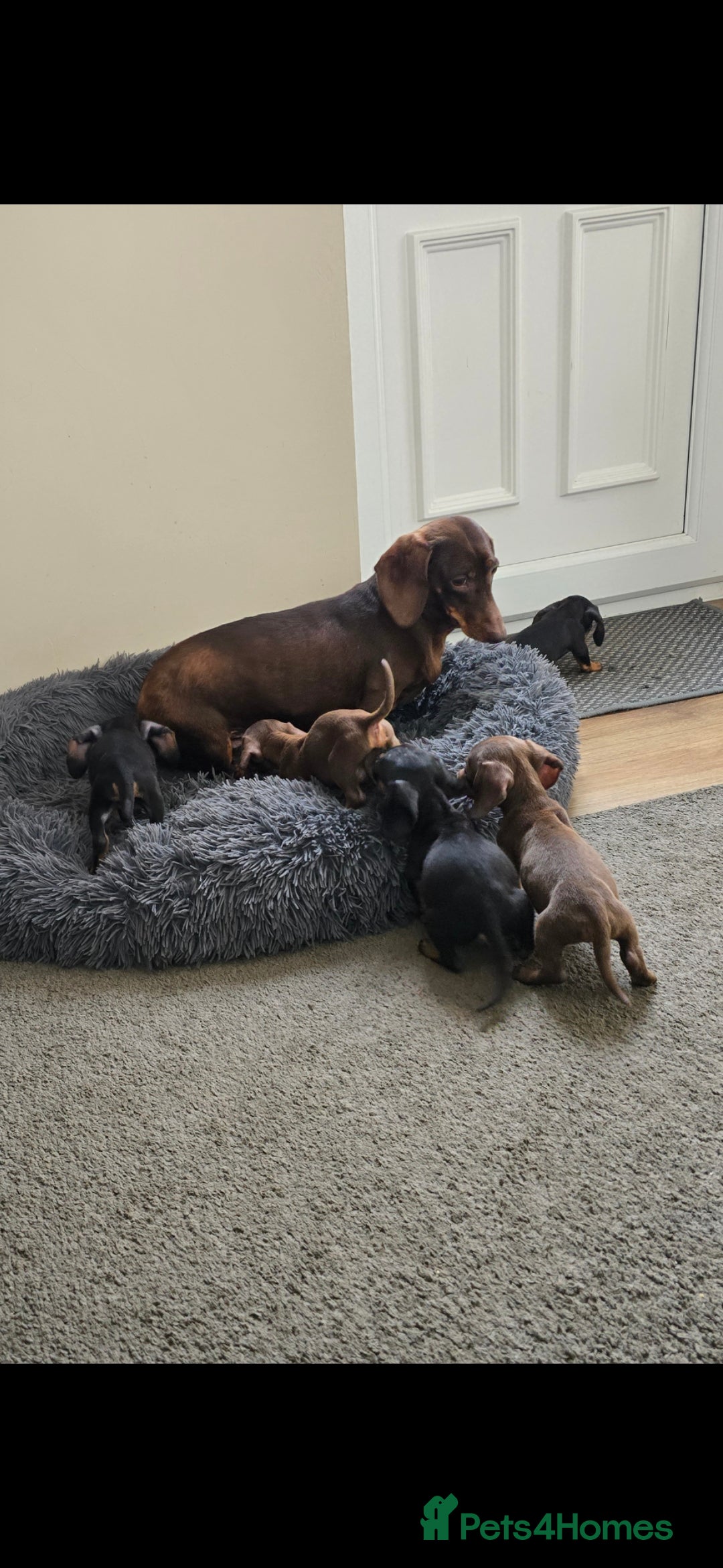 Miniature Dachshund dogs for sale: Miniature dachshunds puppys  - Image 7