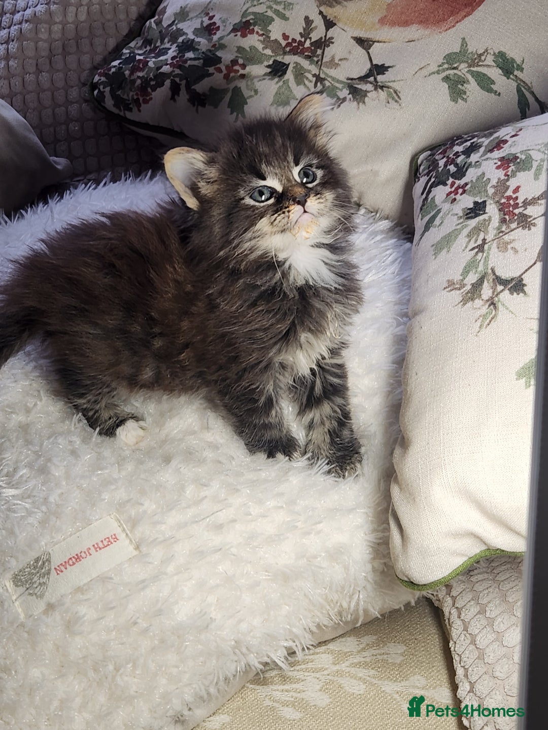 Maine Coon cats for sale:  Ready Now! Maine coon Kittens  - Advert 30