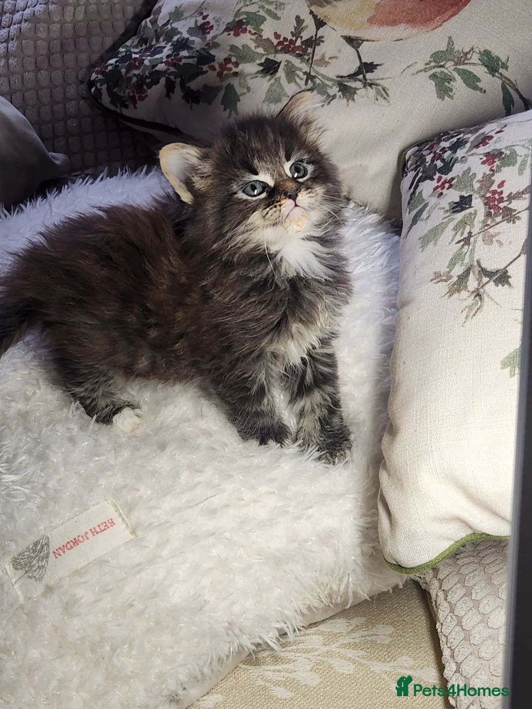 Maine Coon cats for sale:  Ready Now! Maine coon Kittens  - Advert 30