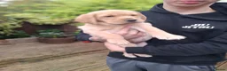 Labrador Retriever dogs for sale: 4 beautiful labrador puppies 1 dog ,3 bitches - Advert 9