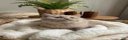 British Shorthair cats for sale: Chunky British Short Hair Kittens  - Advert 3