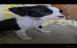 Boxer dogs for sale: READY NOW Kc reg sealed brindle fully vac  - Image 26