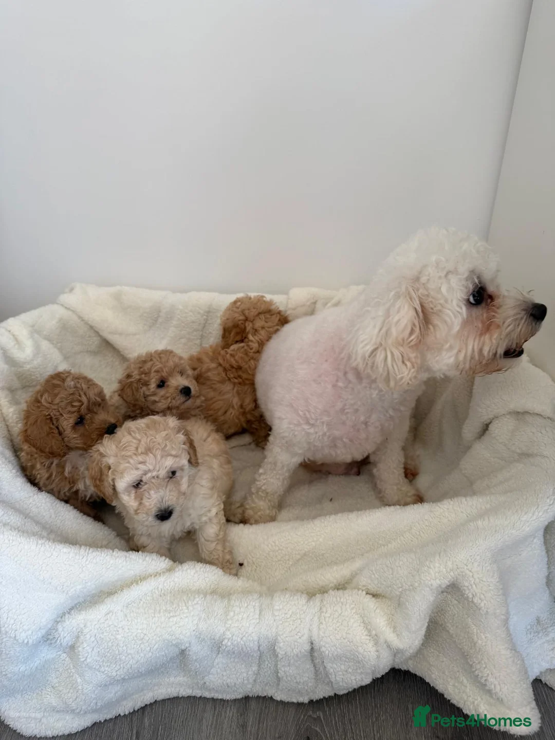 Poochon dogs for sale: Poochon in Larkhall - Advert 6