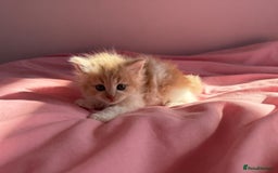 British Shorthair cats for sale: Gorgeous mixture of kittens.  - Image 2