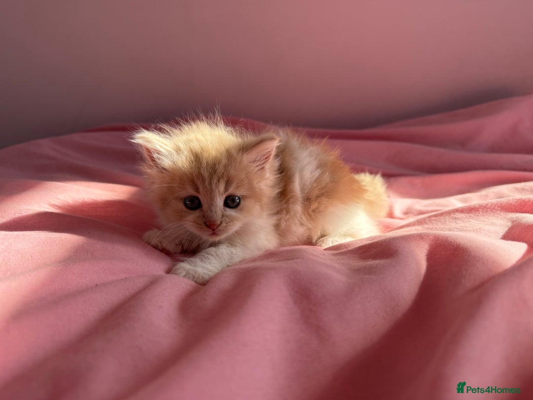 British Shorthair cats for sale: Gorgeous mixture of kittens.  - Image 2