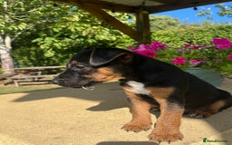 Lakeland Terrier dogs for sale: 1 male terrier  - Image 3