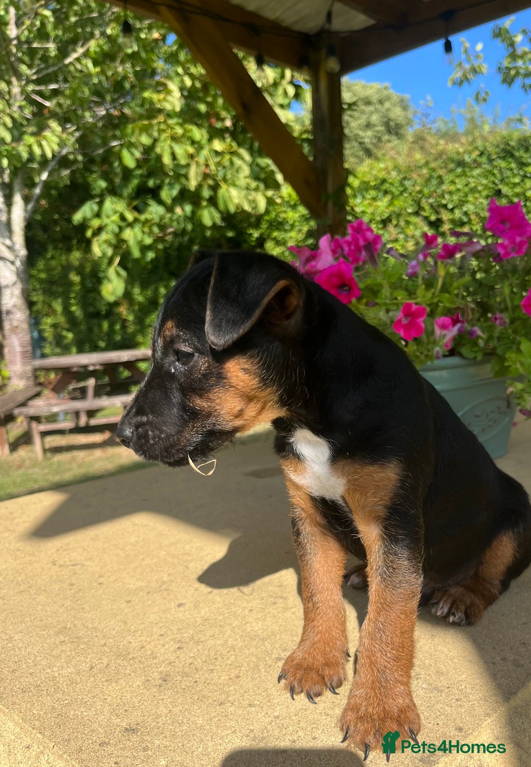 Lakeland Terrier dogs for sale: 1 male terrier  - Image 3