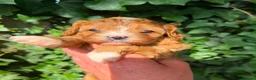 Cavapoo dogs for sale: Fox Red F1 Cavapoo’s - Advert 15