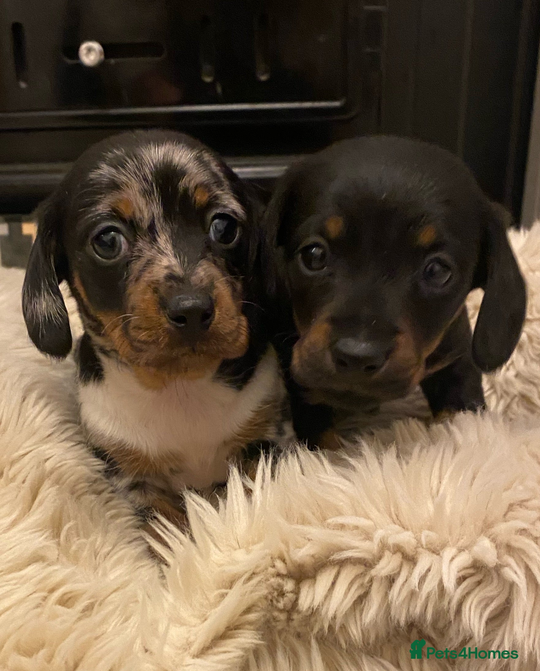 Miniature Dachshund dogs Champion Bloodline Miniature Dachshund Puppies  - Advert 8