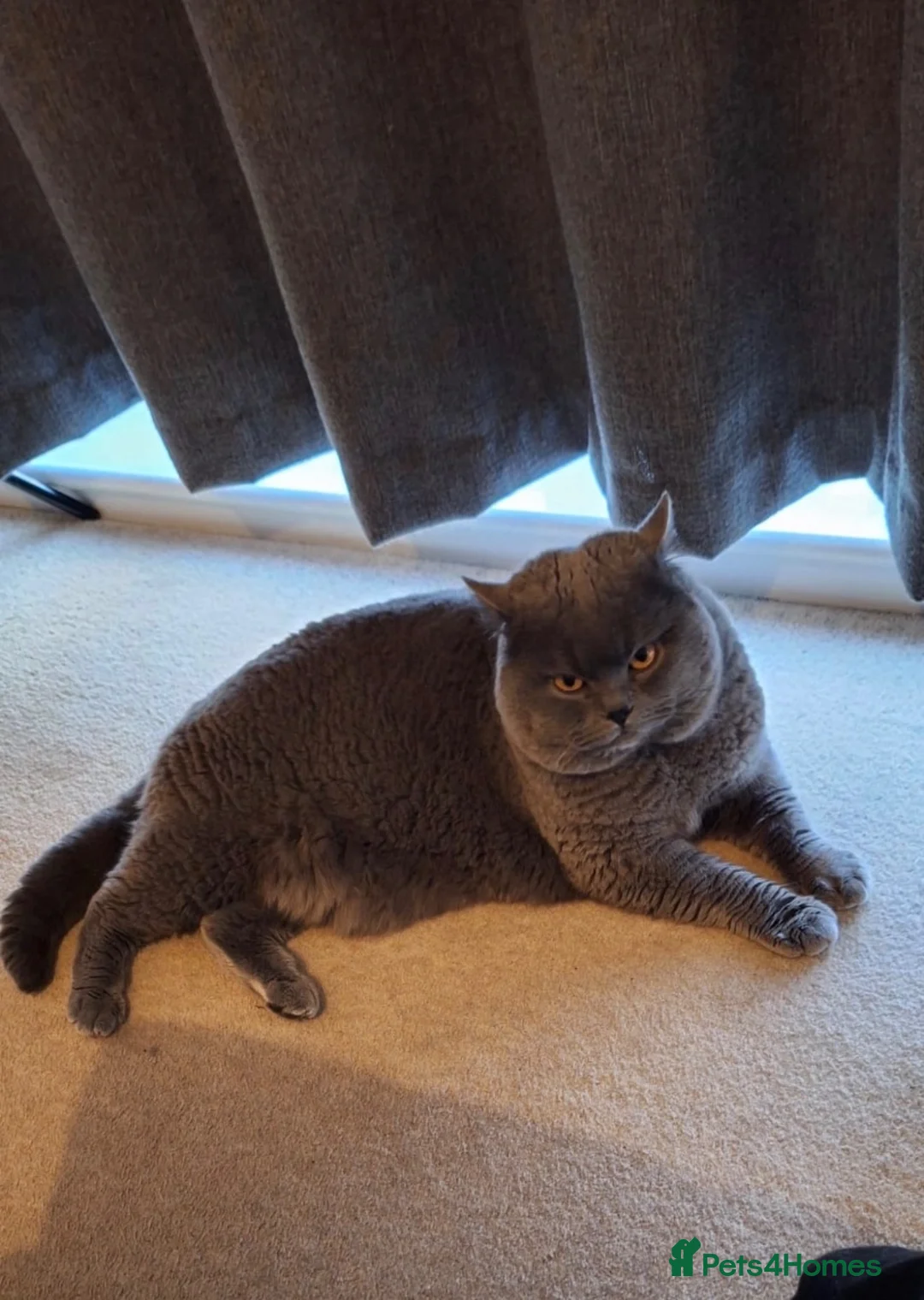 British Shorthair cats for sale: Stunning GCCF Reg. British Shorthair Kittens 🐾 - Advert 26