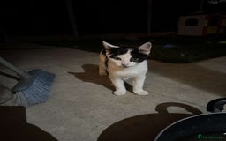 Mixed Breed cats for sale: Kitten for sale male  - Image 2