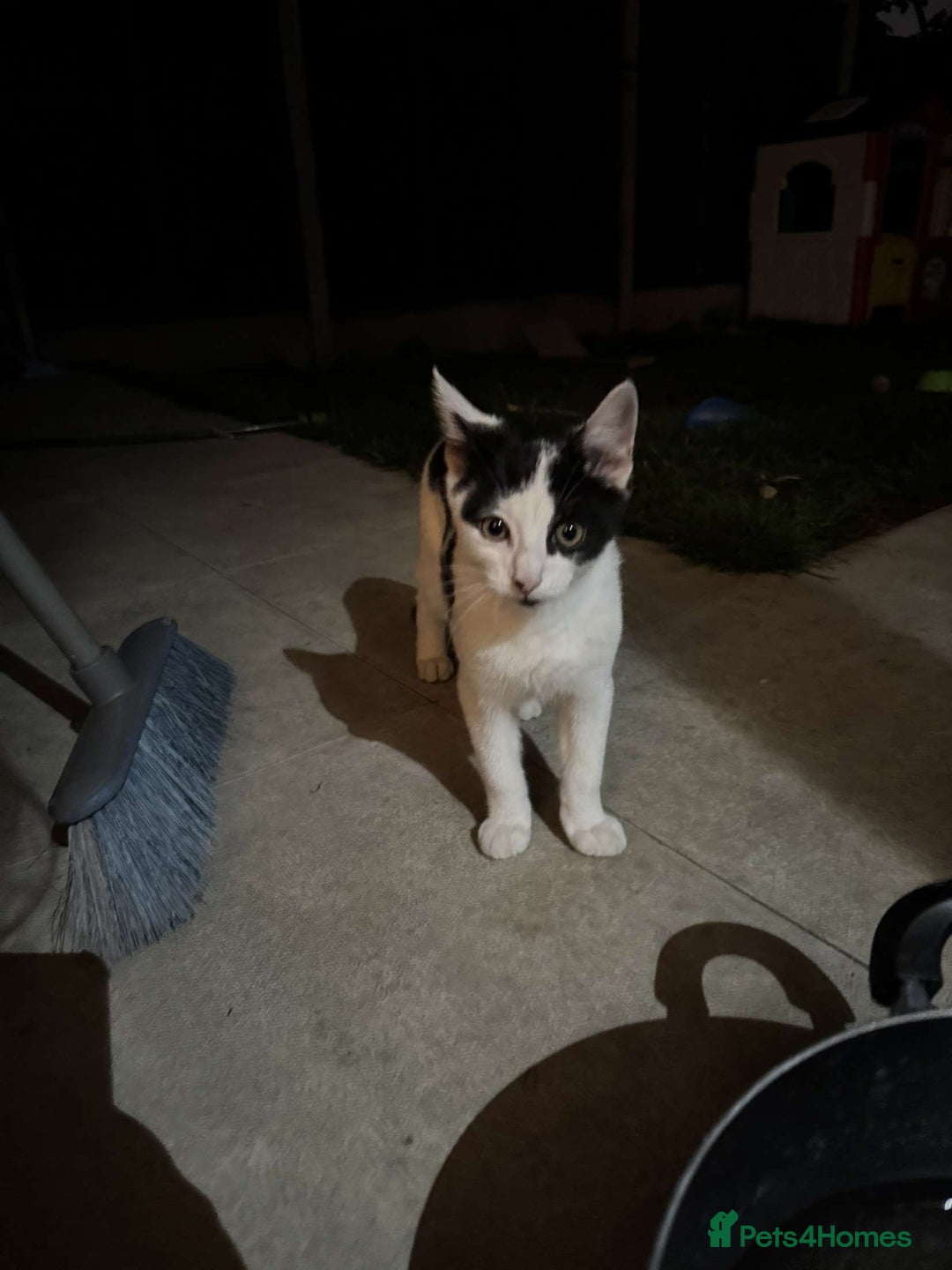 Mixed Breed cats for sale: Kitten for sale male  - Image 2