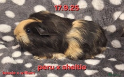 Guinea Pig rodents for sale: Adult and baby girl guinea pigs - Image 2