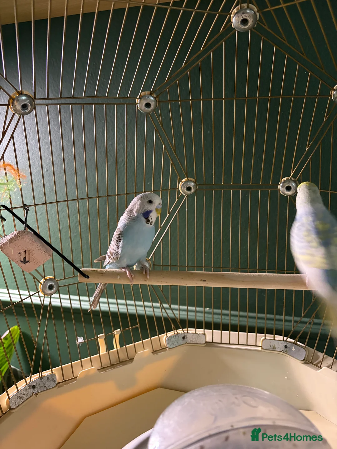 Budgerigars birds for sale: Two budgies  - Advert 5